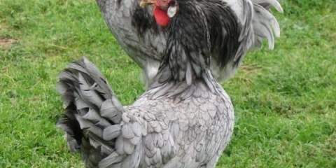 5 Najboljih kokošaka nosilja za lični kompleks - kako odabrati pri kupovini i koje su bolje u žurbi